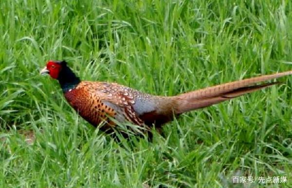 六安一男子杀了4只野鸡被判刑3年另一男子因捕画眉鸟公开道歉