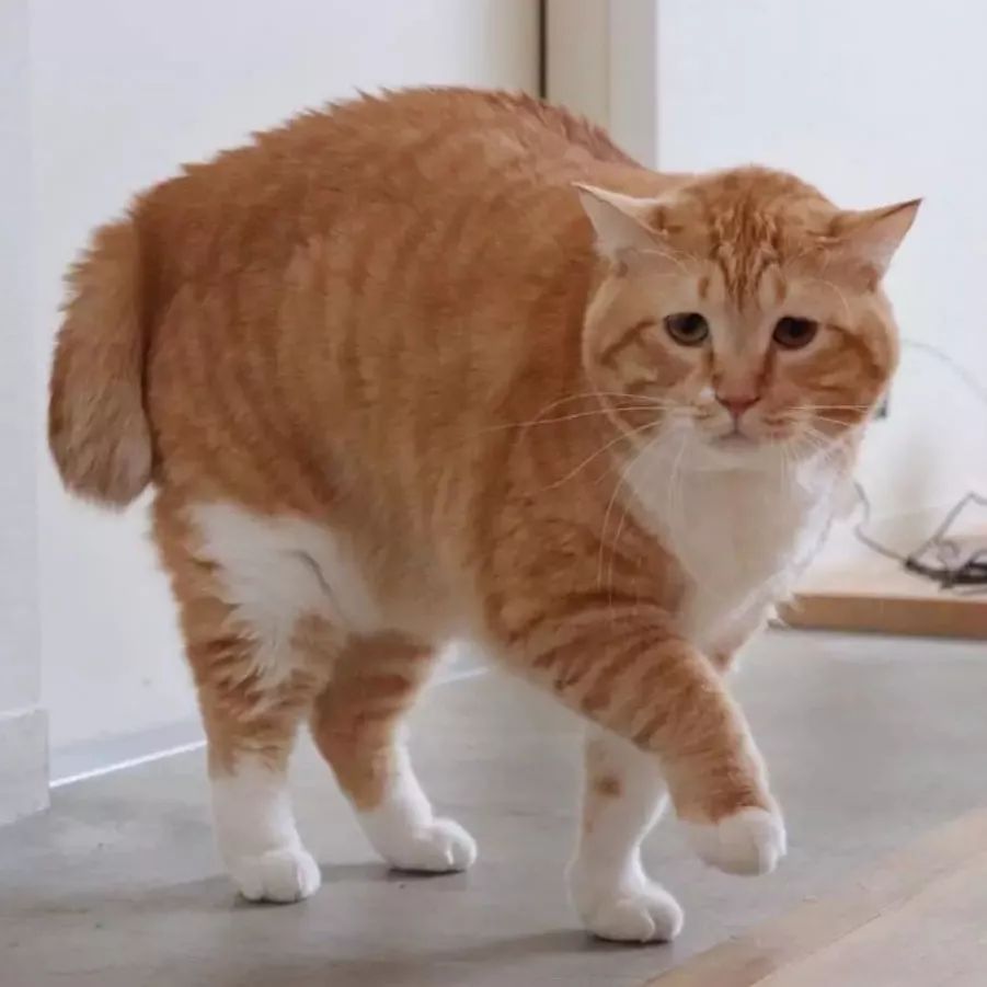 日本这只丧猫火了一张厌世脸狂吸21万粉丝心被萌化了