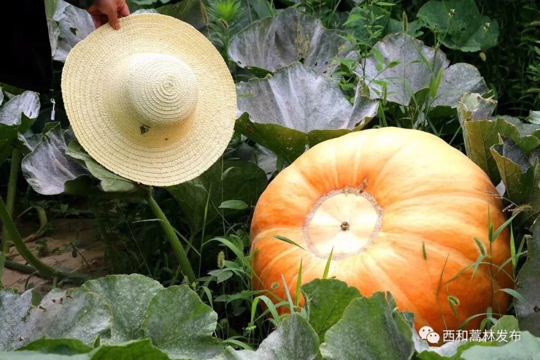 太空巨型南瓜在蒿林鄉試種成功將成為又一大致富產業