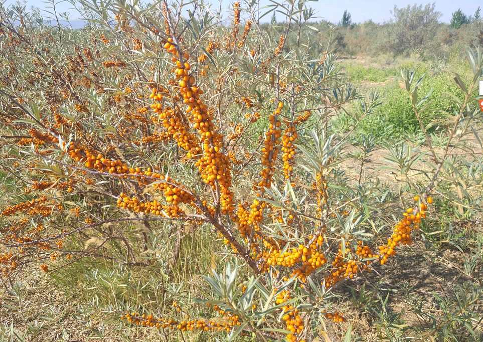 新闻全国沙棘学术交流会在新疆召开