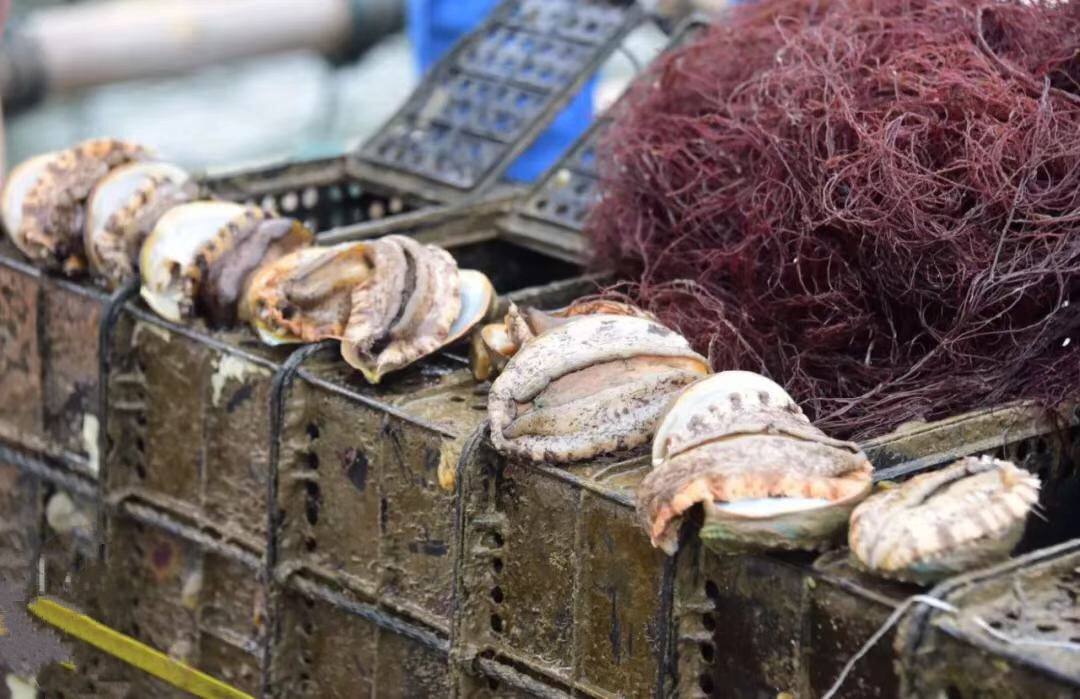 老炮鸭丨食材好 食才好_鲍鱼