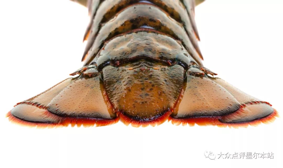 crayfish,这类就是澳洲版小龙虾,crayfish维洲产的品种是 sorthern