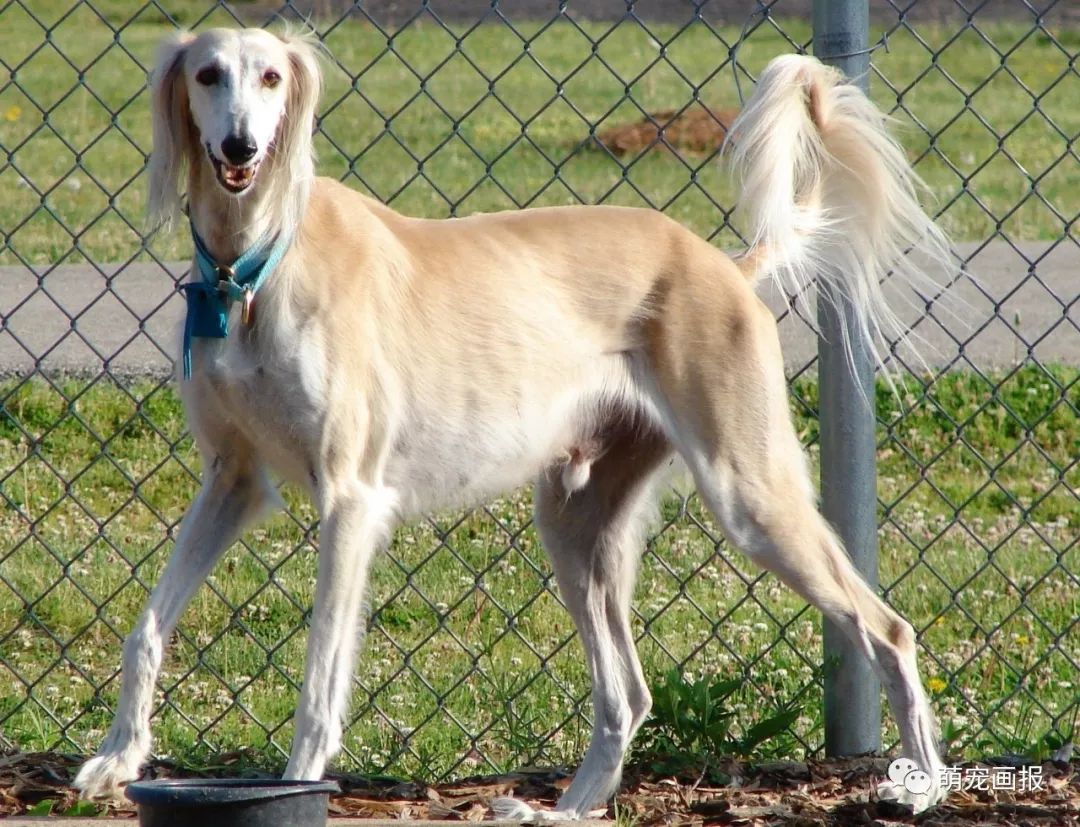 萨路基猎犬 细犬图片