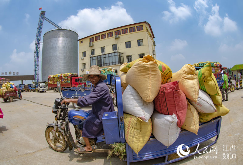 省新余市渝水区罗坊镇,村民将刚收割的早稻运送至合作社粮食烘干基地