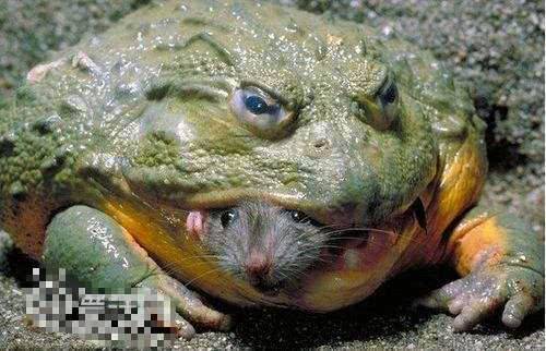 连老鼠都吃!这群"大嘴怪"快统治河道了,钓鱼人:鱼全被吃光