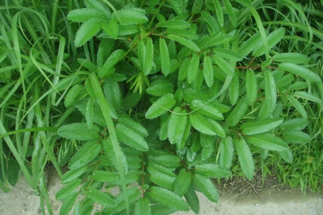 玉米糯饼 地榆 五瓣柔柔