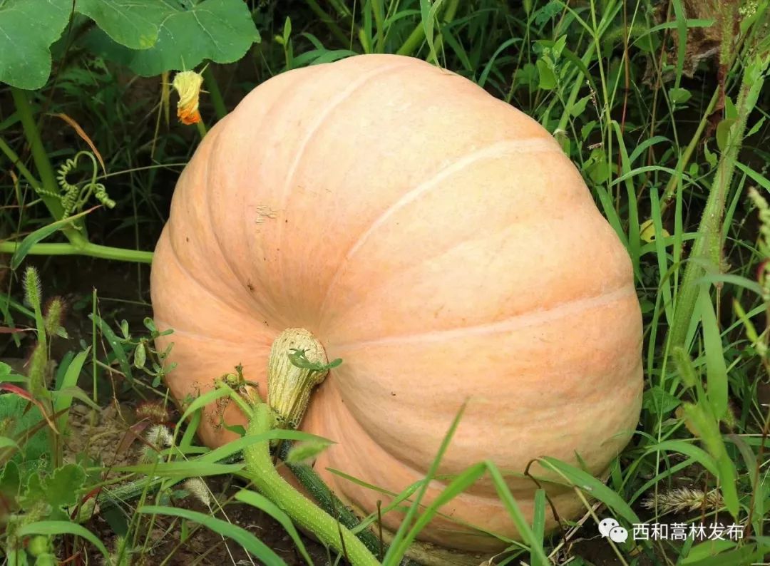 太空巨型南瓜在蒿林乡试种成功将成为又一大致富产业