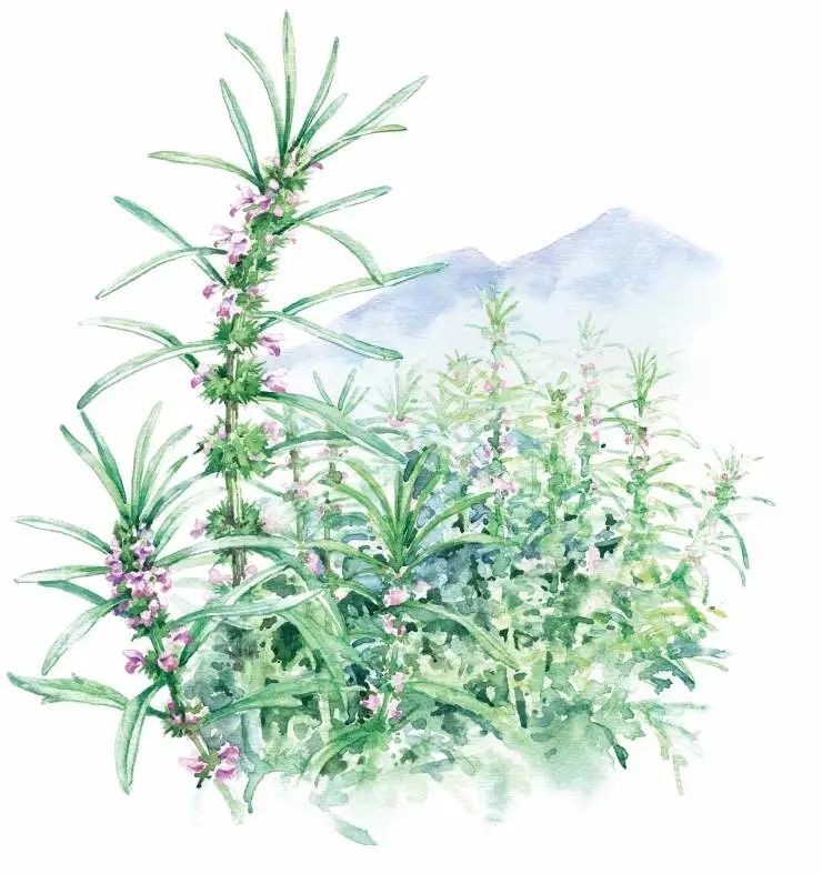 手绘药用植物美图欣赏