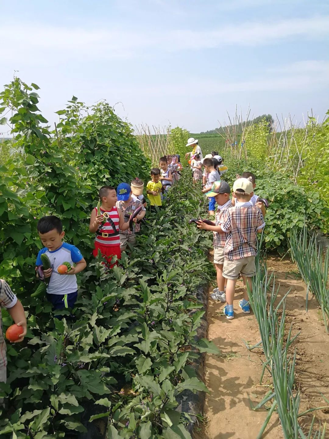 快乐采摘收获喜悦艺术宫南山公馆幼儿园朵班蔬菜采摘活动