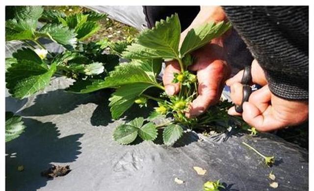 为什么草莓要进行疏花疏果这几点科学方法学会高产不再难