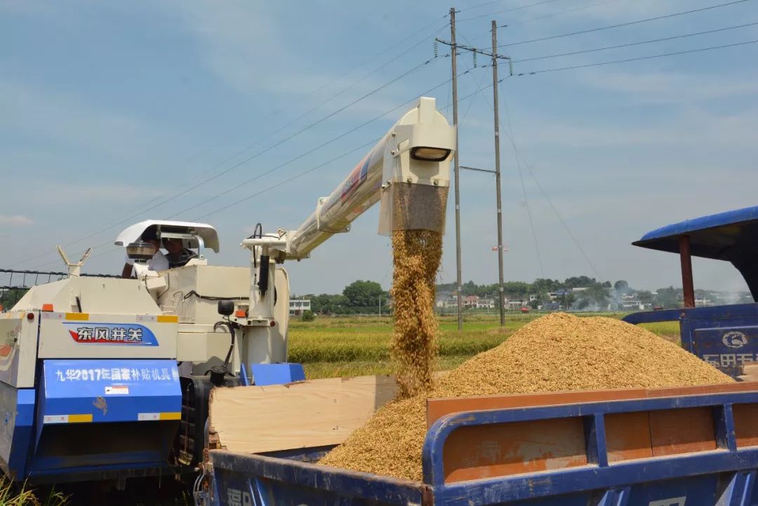 撒粮少清选干净杂质少东风井关hc868g全喂入收割机再次圈粉