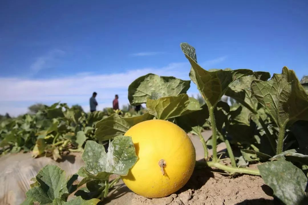 绽放在沙漠的奇迹之瓜!一口就甜炸你的味蕾