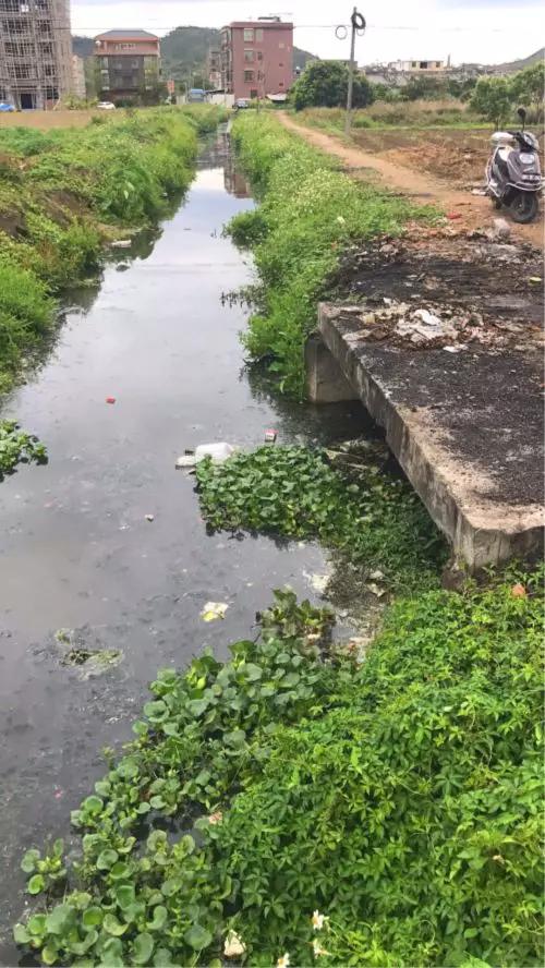 燎原街道大员村人工湿地公园建设前是一条臭水沟,水体发黑发臭