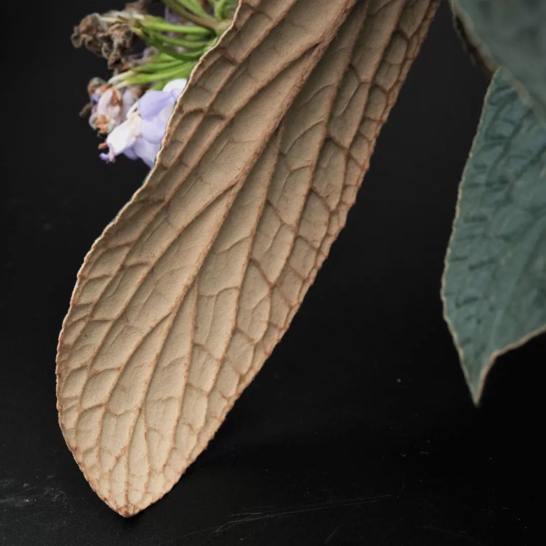 爱照镜子的锈色蛛毛苣苔