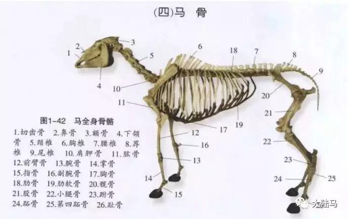 燕龙马业爱马马术课堂你知道马有205块骨骼和700块肌肉么