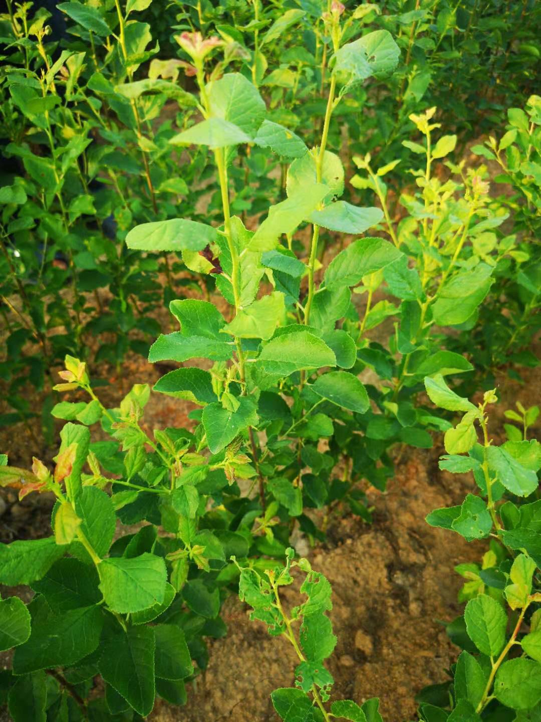 如何选择一棵优质的法兰西西梅苗