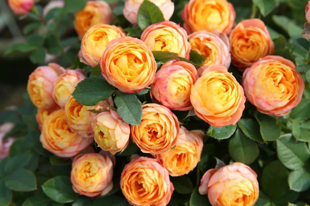 浪漫宝贝黑方微月中奖名单