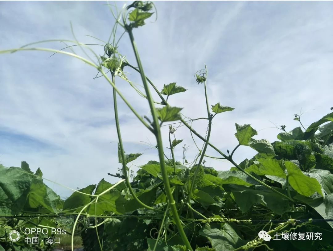 精品农资挪威鲍利葛ca双骥特种肥有香味的特肥越来越多的农户认可的特