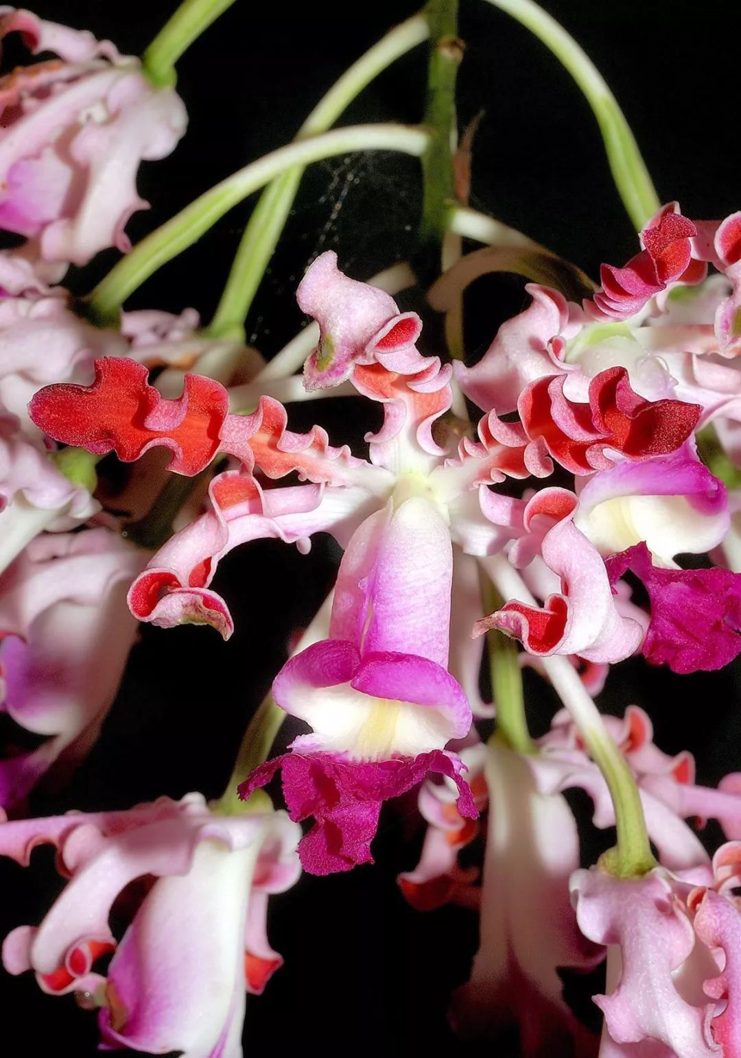 温室十二时辰巳初