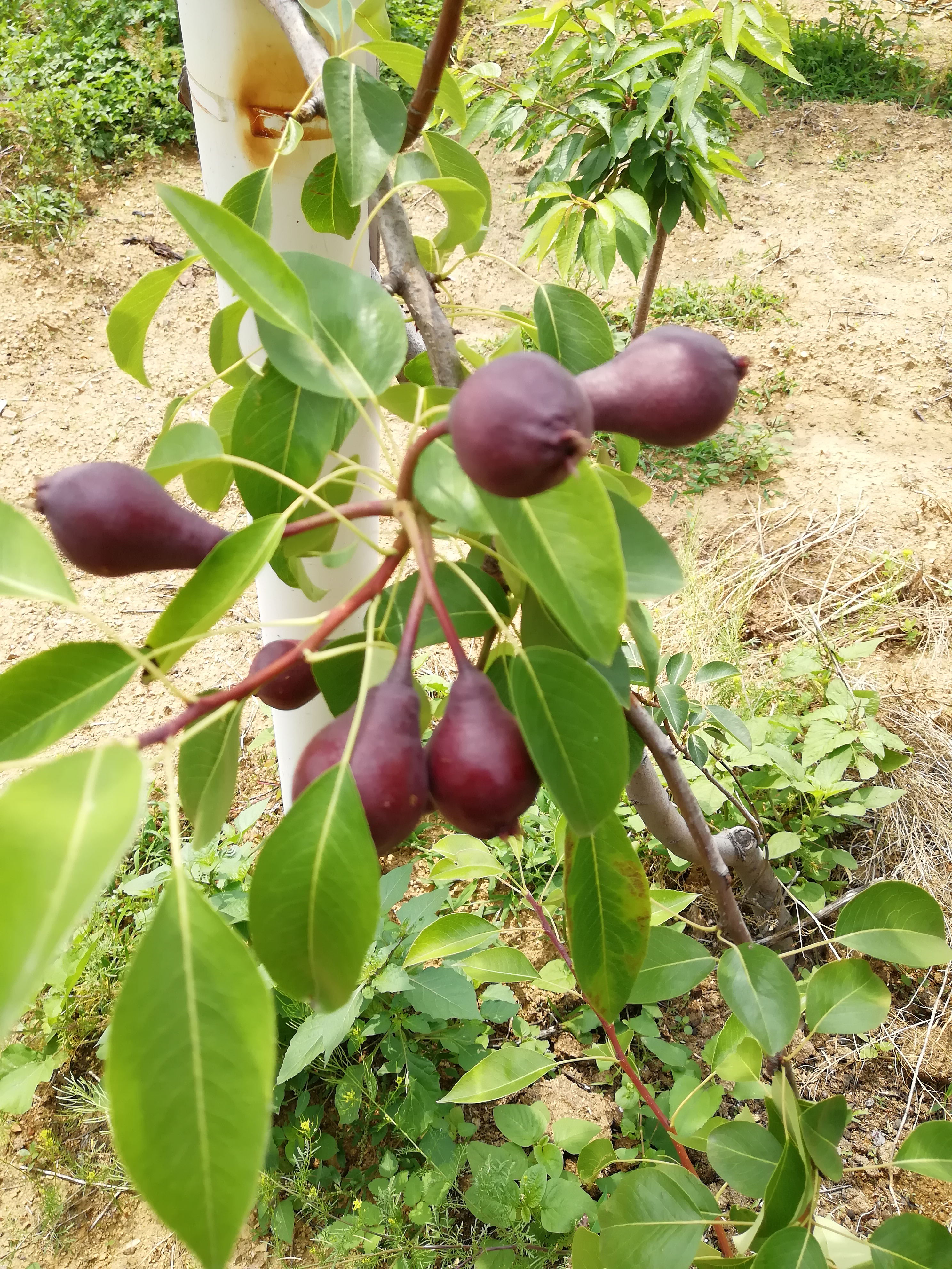 红梨的另一个品种~早红考密斯 形状像葫芦