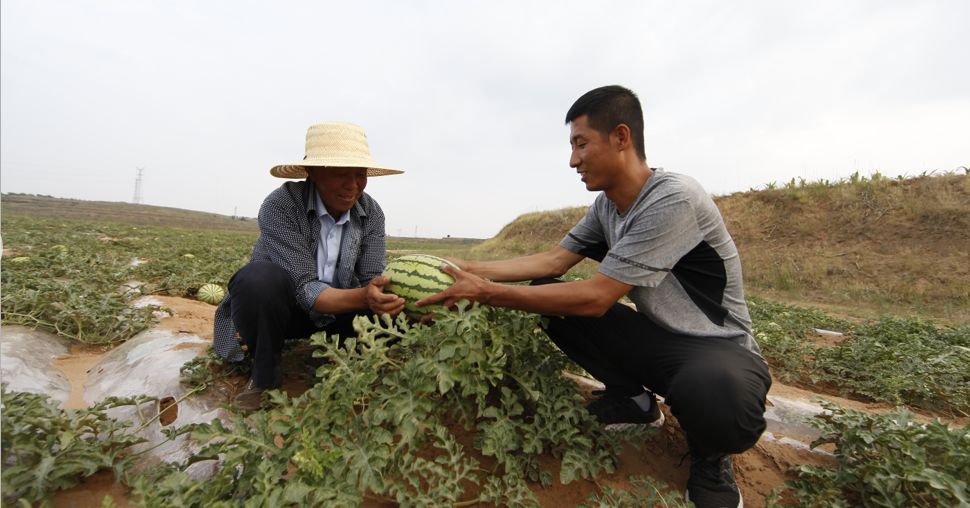 神木栏杆堡镇特色种植做引领小西瓜敲开致富门
