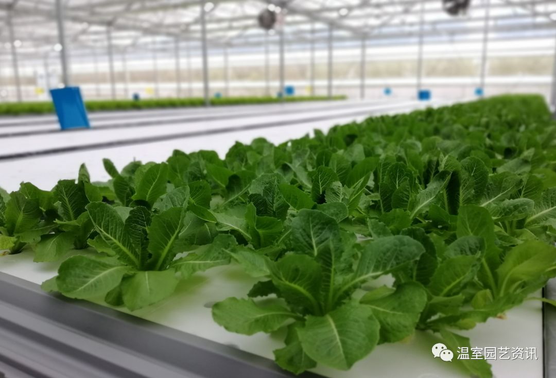 探秘京东植物工厂:产销一体化,破解农产品销售难题!