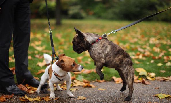 被宠坏的狗狗喜欢"咬"人,可能因为它本能的资源守护,2步解决