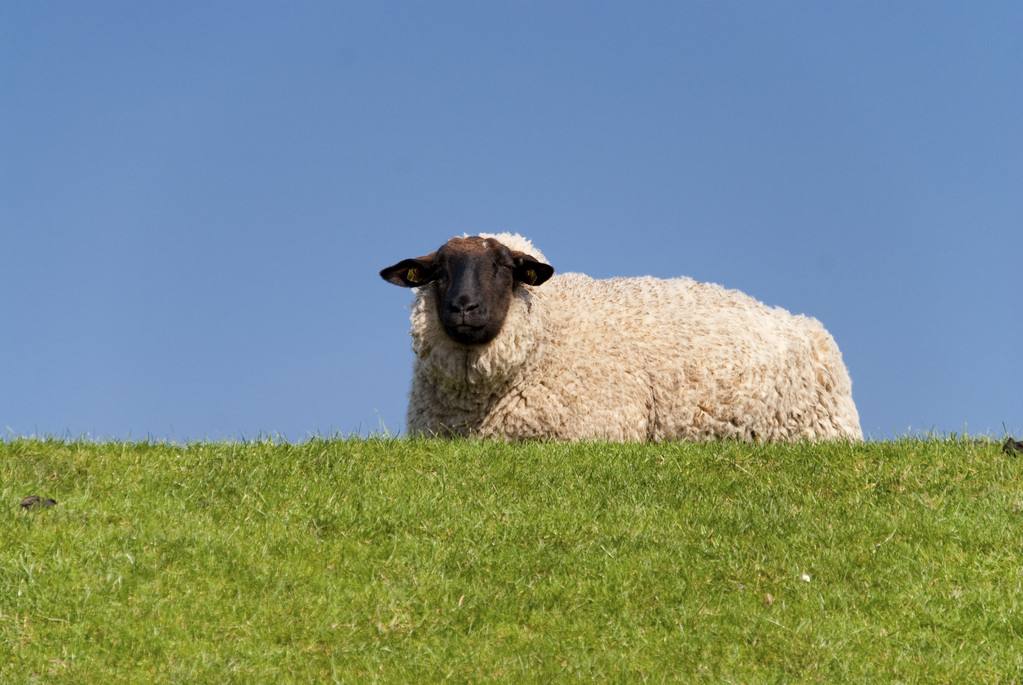 bebe im a sheep图片