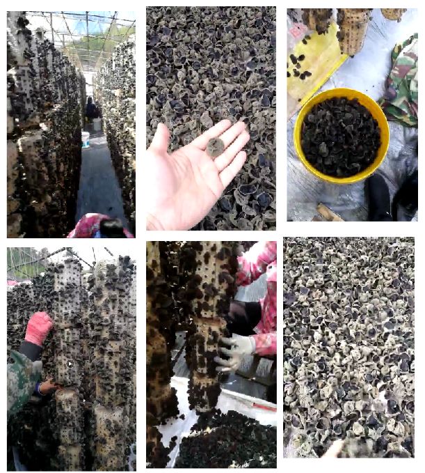 佳惠超市 | 吉林黄松甸黑木耳,源自大自然的礼物!产地直采,直供卖场