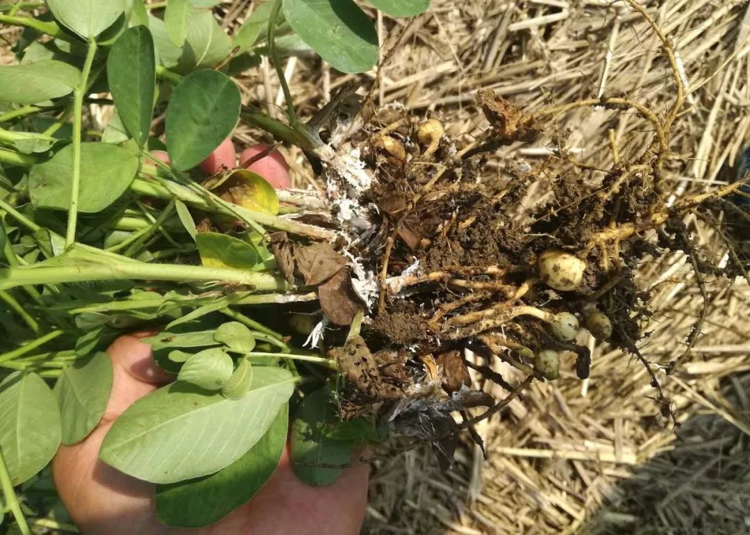 67北方局部地区马铃薯晚疫病将偏重发生推广可降解地膜治理农田白色