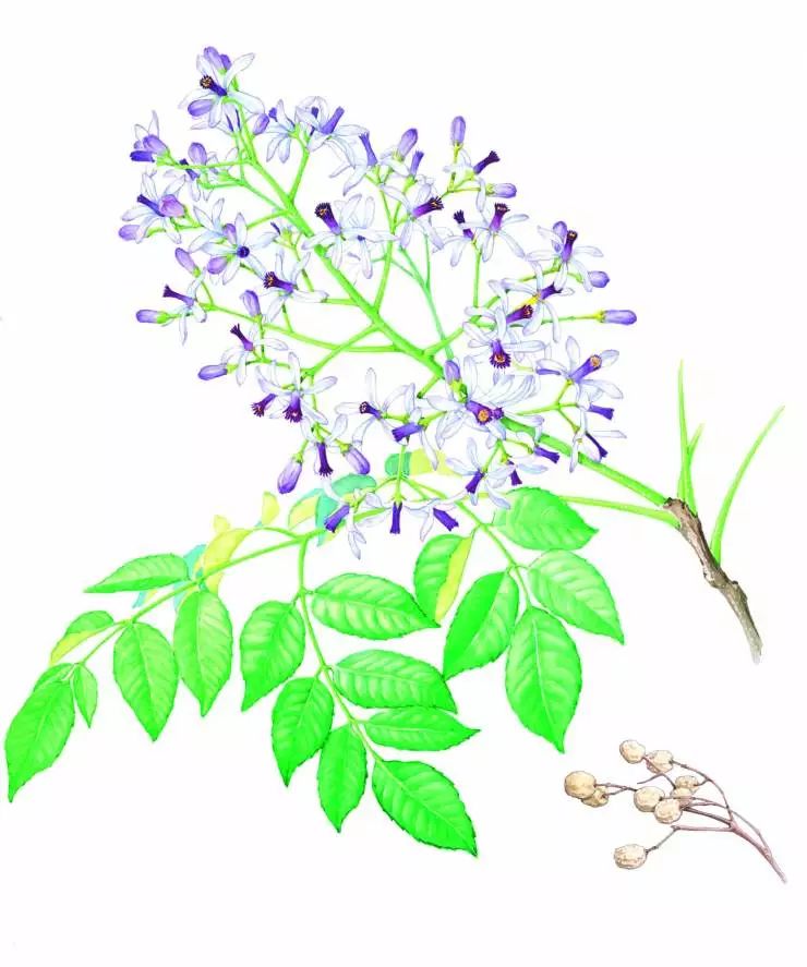 梨 pyrus bretschneideri32,忍冬(金银花)lonicera japonica31,荆条