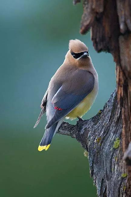 美丽太平鸟千姿百态