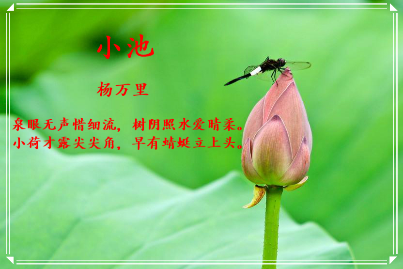 初夏池塘美丽景小池宋杨万里