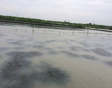 河蟹养殖池塘水体浑浊原因为何?别怕!二招教你如何调浑水!_小球藻