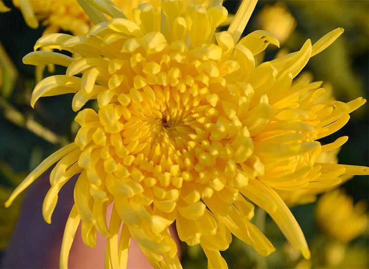 它是菊中皇族花色似黄金花开似绣球爆成菊花海