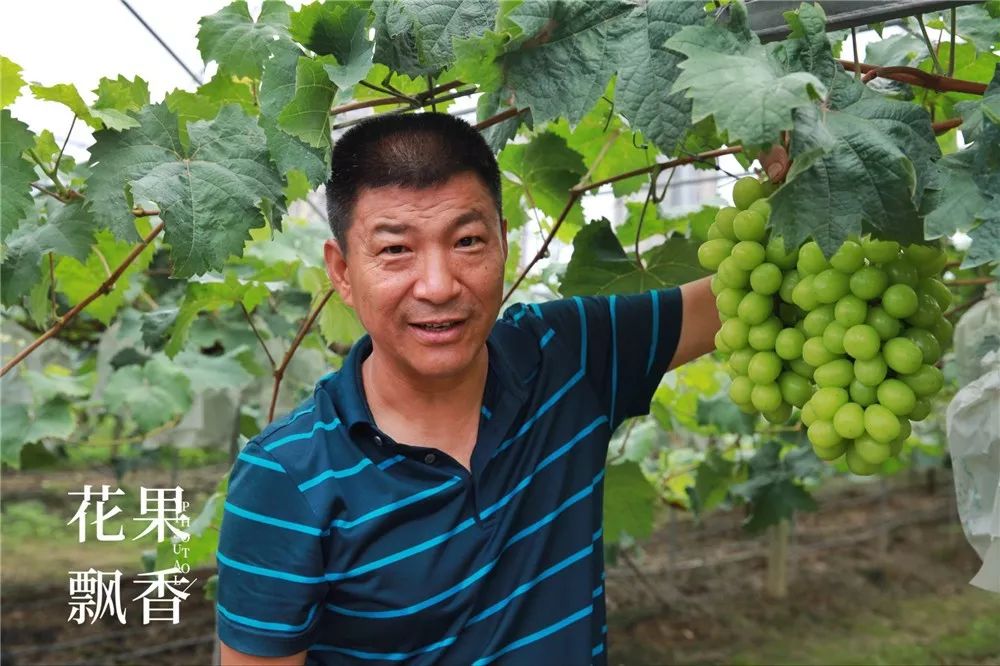 吴小平葡萄的品牌能值多少钱1000万或者更多
