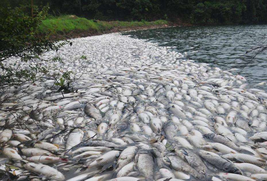 农村翻塘坑死养鱼人原因不难却愁死人这几招很重要