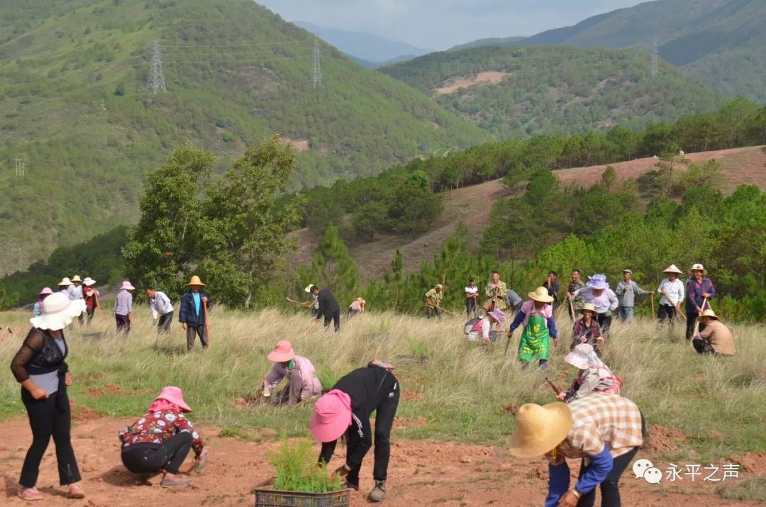 岔路村:荒坡上来了群种树人