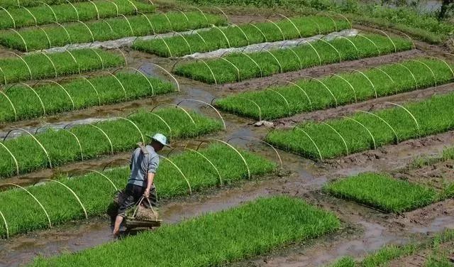 水稻的种植步骤图片图片