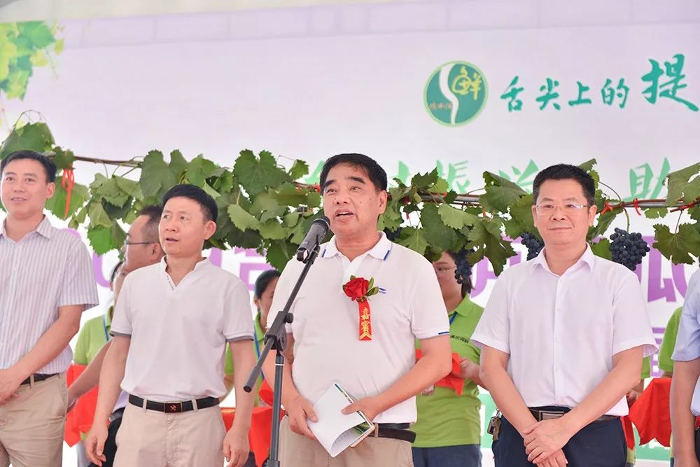 相约庐江果然很美台创园第六届提子采摘节盛大开幕啦