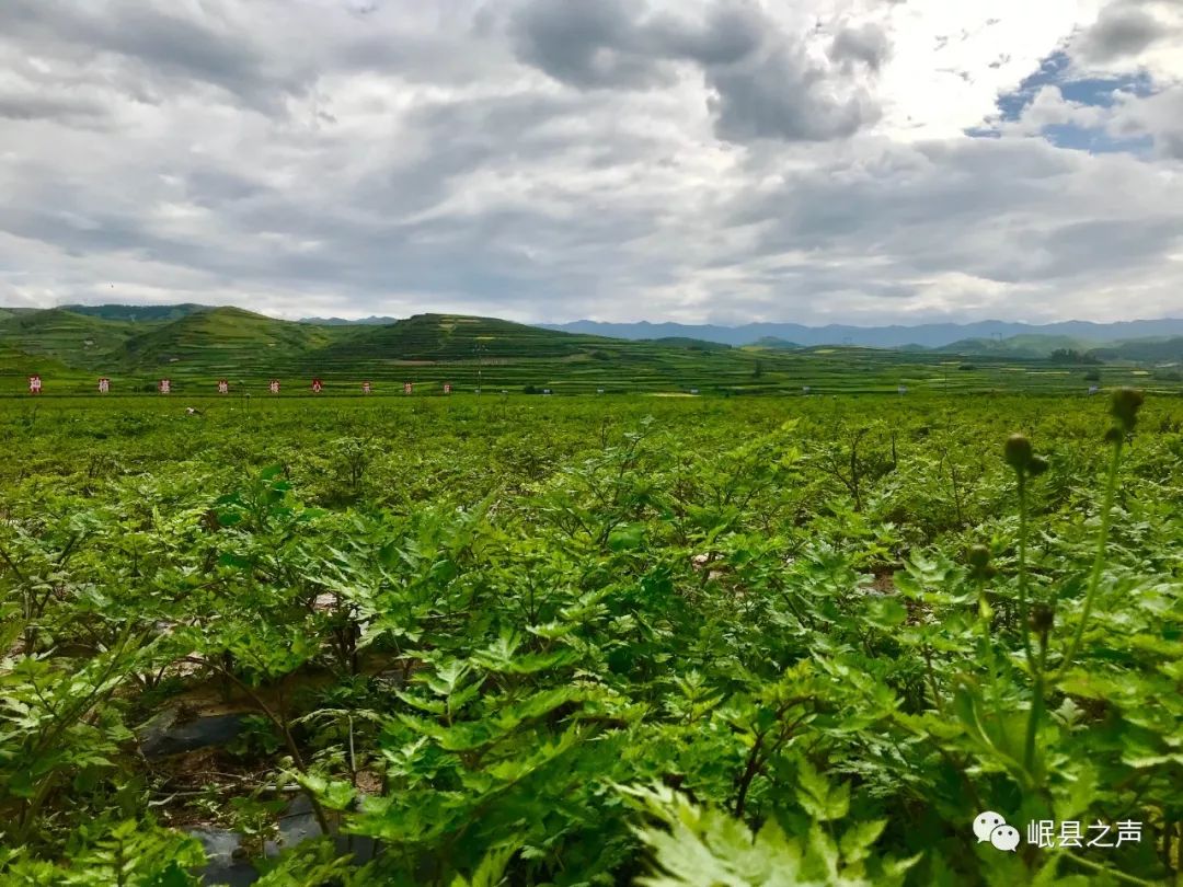 岷县万亩当归标准化绿色种植基地核心示范区首次启用无人机开展病虫害