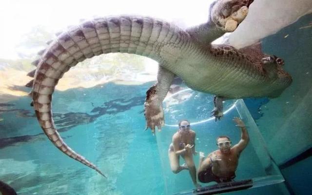 ▼蟒蛇侠大战蝙蝠侠?