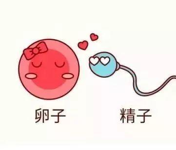 明明已经受精了为什么还会出现着床失败