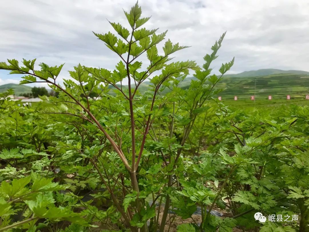 岷縣萬畝當歸標準化綠色種植基地核心示範區首次啟用無人機開展病蟲害