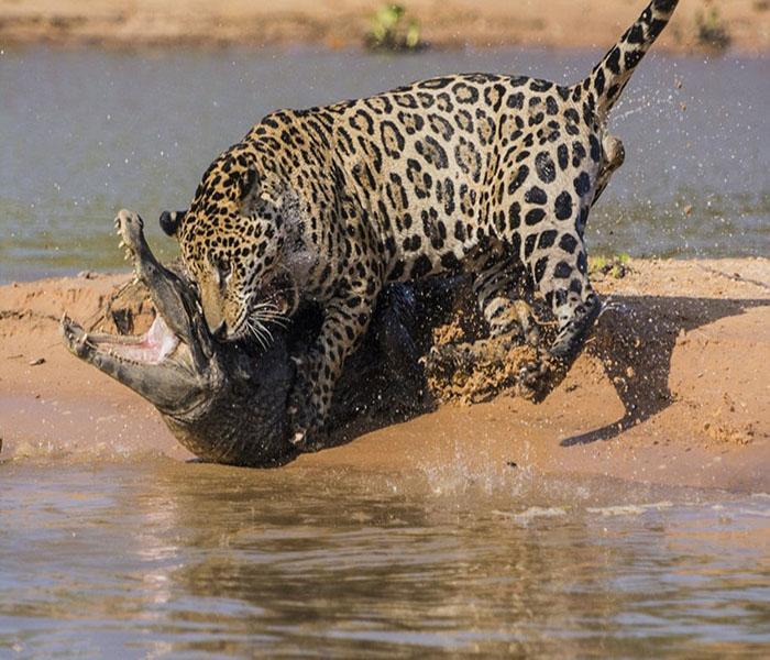 凶猛的美洲豹捕食鳄鱼,拖着那么大鳄鱼还能游泳?