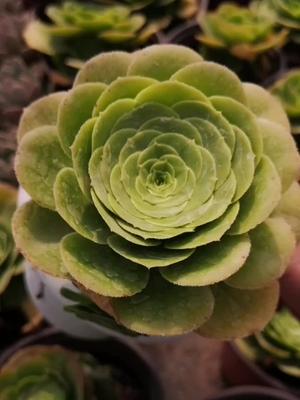 云南多肉种植基地多肉植物法师八尺镜多肉
