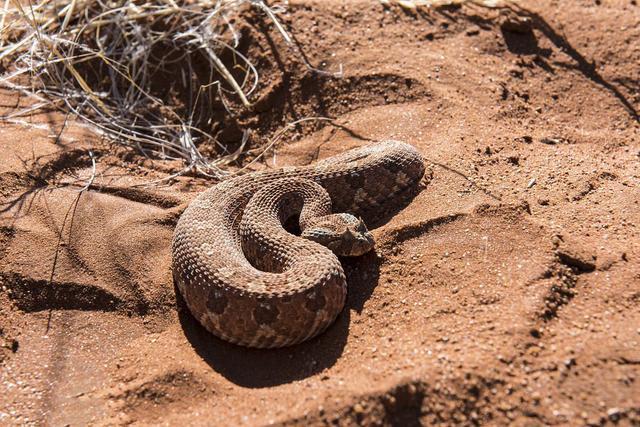 沙漠长角毒蛇稍不注意被咬到就要截肢