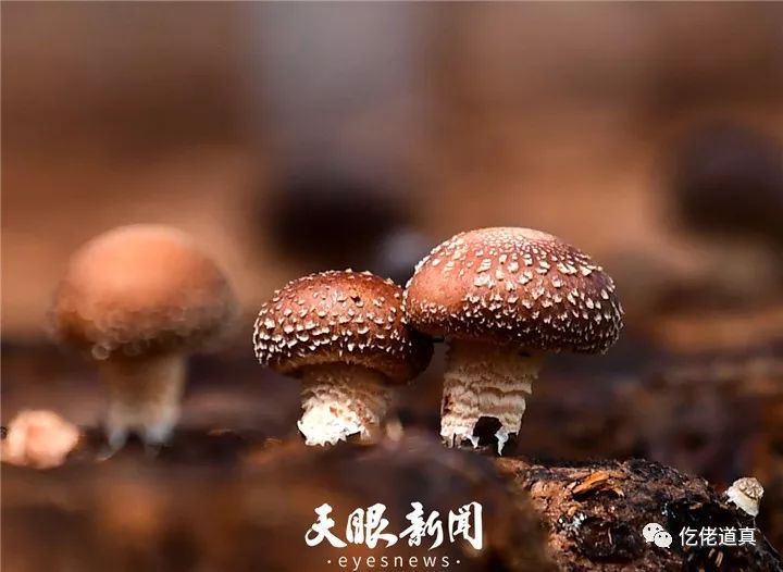 道真:香菇产业"裂变"式发展_何先权
