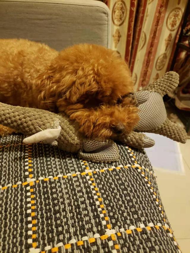 北京市朝阳区国美第一城二期寻找泰迪犬狗剩