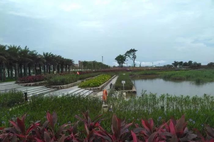 金湾地名故事⑧|大门口水道湿地公园:天然"养肺"的好去处